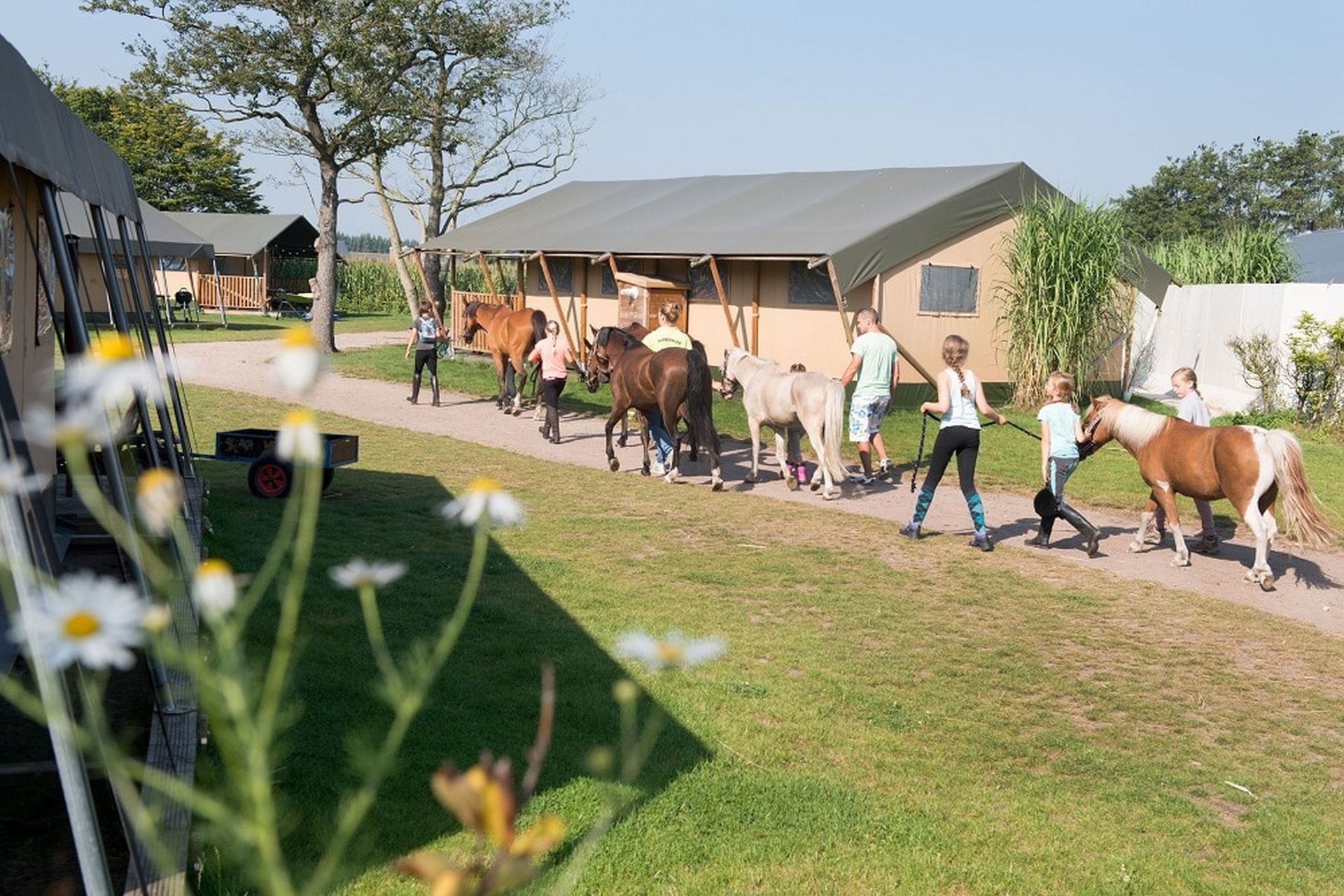 Pony lessen bij Breehees in Noord-Brabant