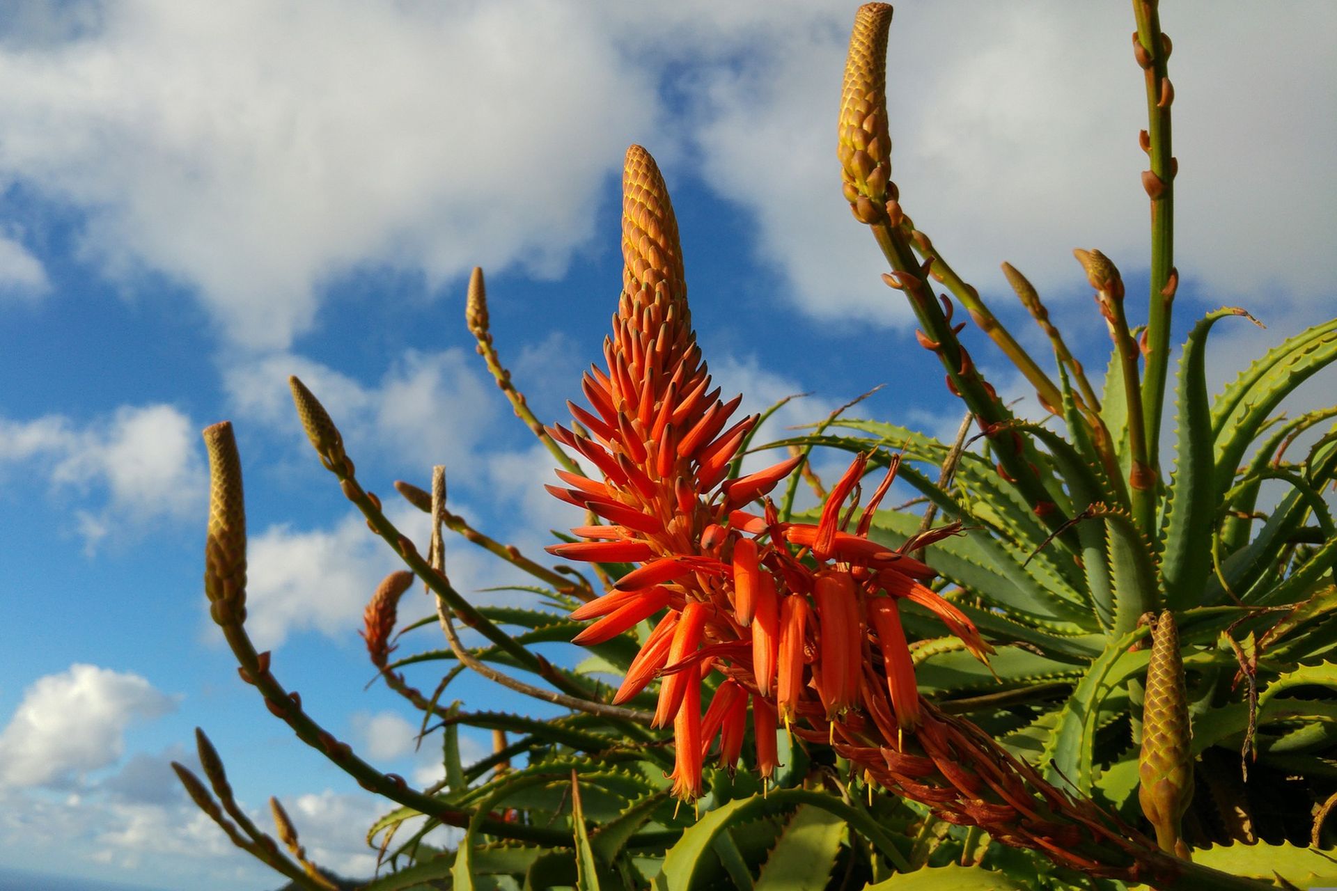 Exotische bloemen - Fly-drive Subtropisch Madeira
